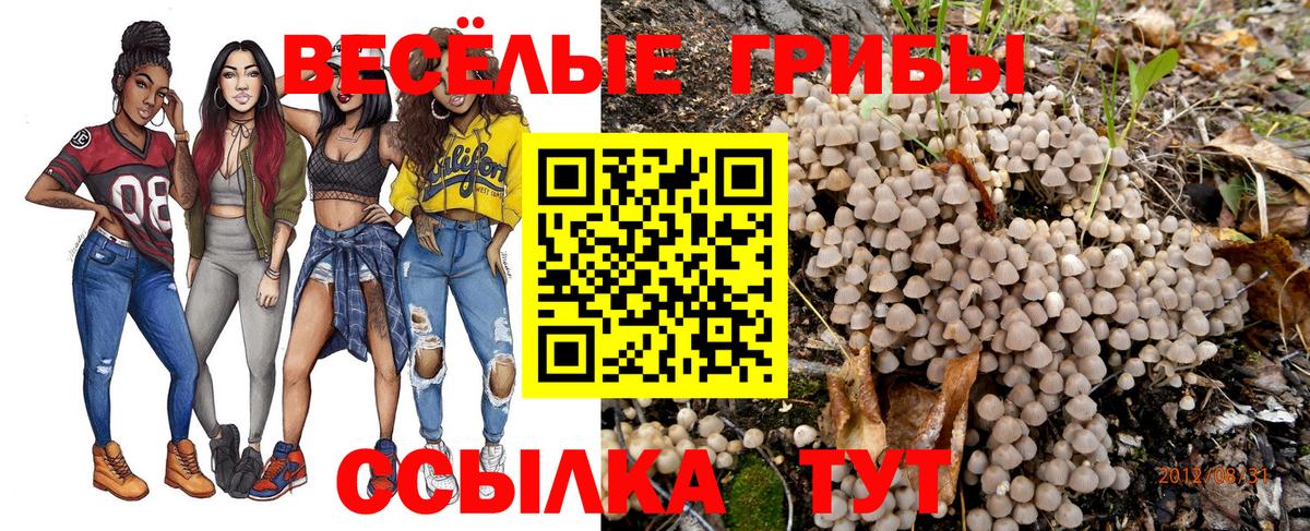 Галлюциногенные грибы Psilocybine cubensis Егорьевск